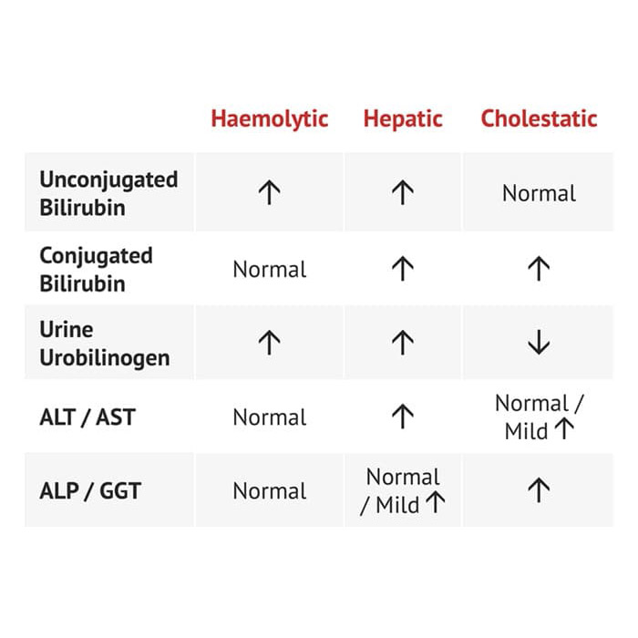 Liver Function Tests