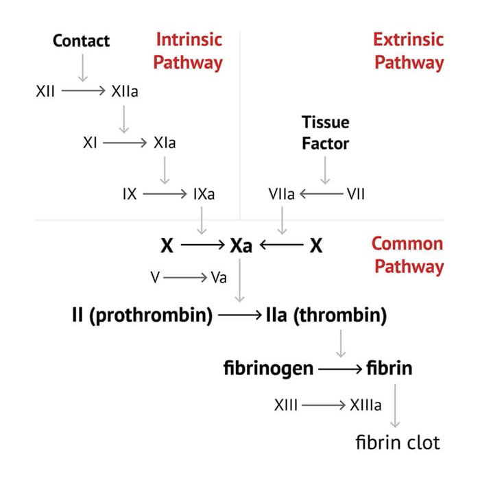 Coagulation Testing