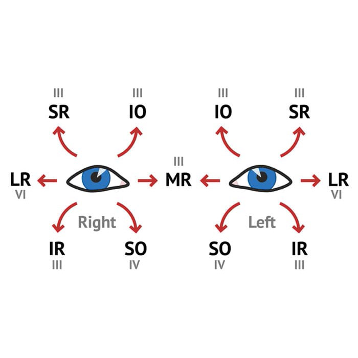 Cranial Nerve Exam